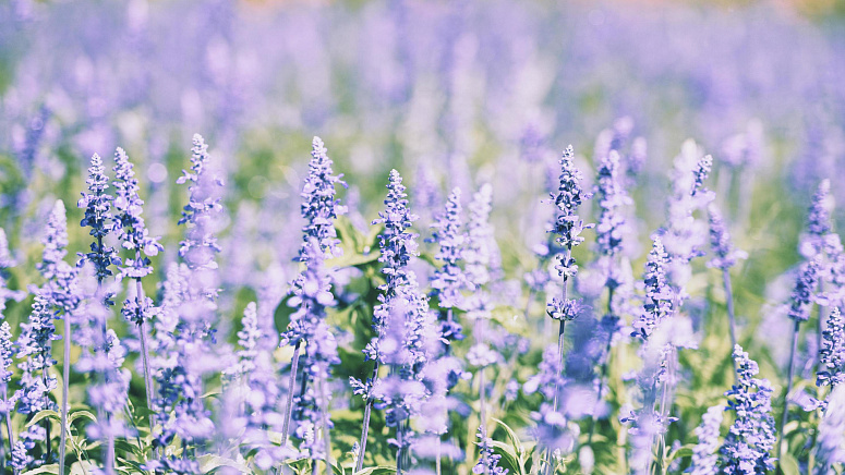 цветы шалфея