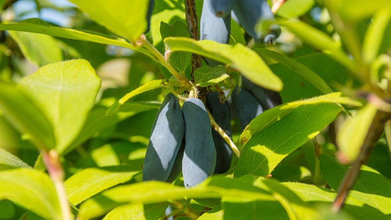 ветка жимолости фото