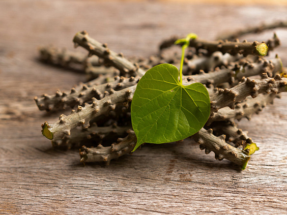 «Эликсир бессмертия» — гудучи