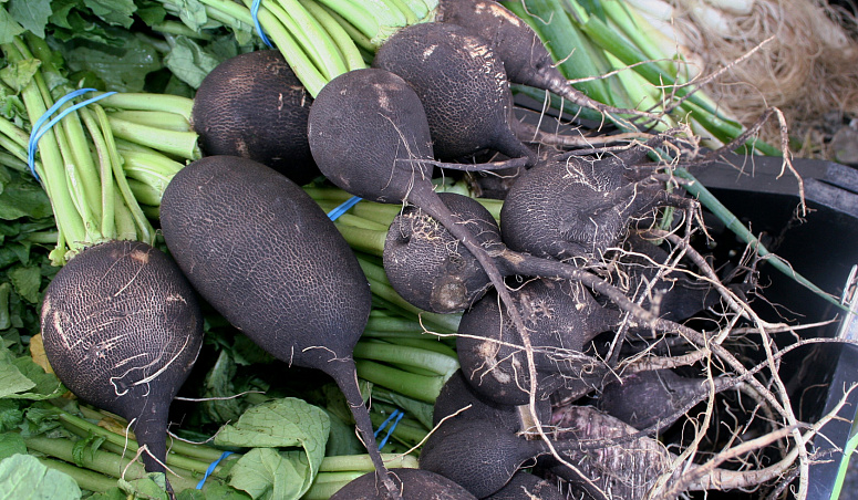 черная редька фото