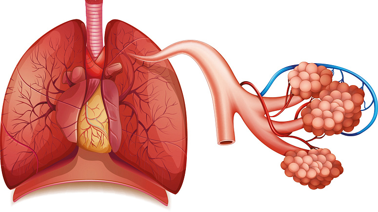 альвеолы в легких фото