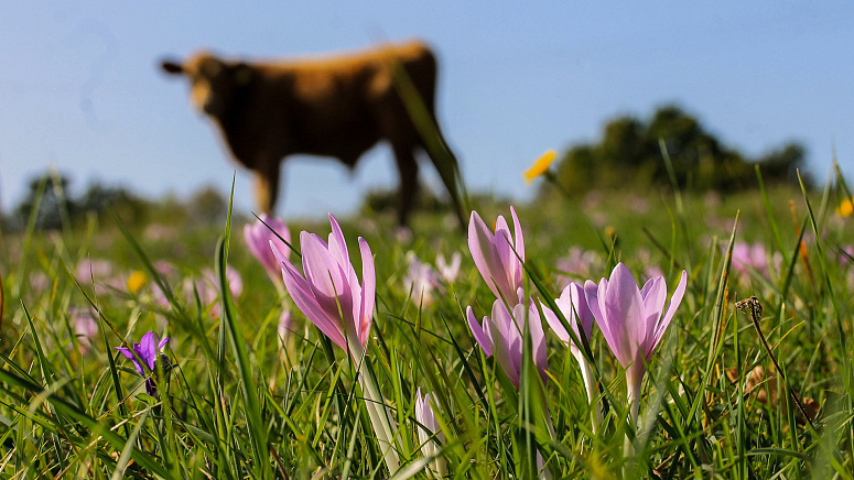 цветы шафрана и корова