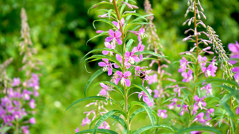 иван-чай фото