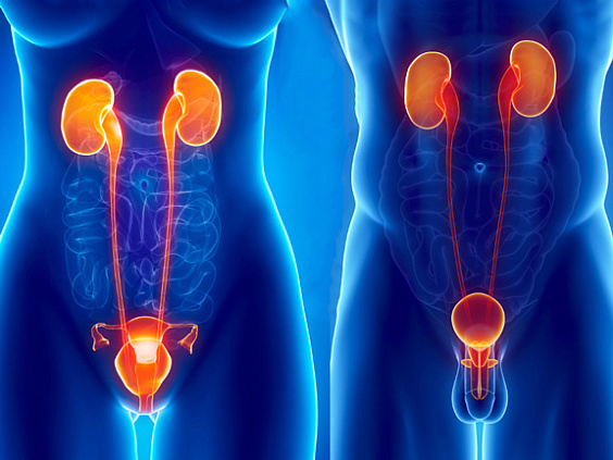 Репродуктивная система человека по аюрведе — шукра-дхату