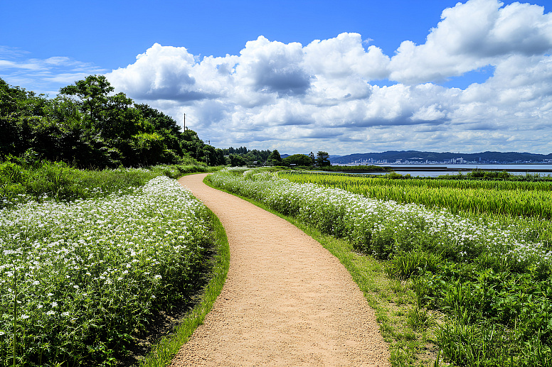 гречиха растет вдоль тропинки фото