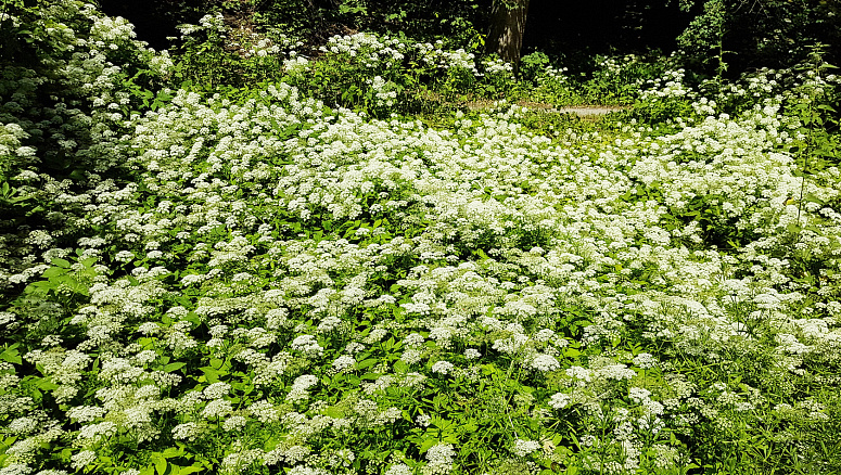 цветение сныти фото