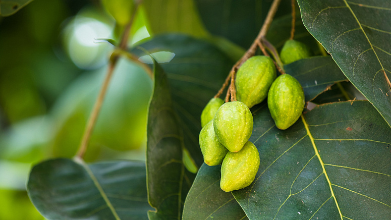 плоды харитаки фото