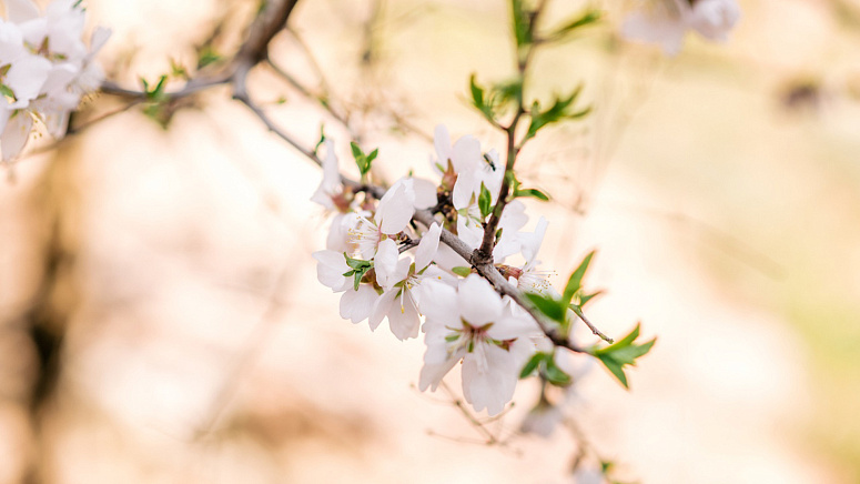 весенние цветы