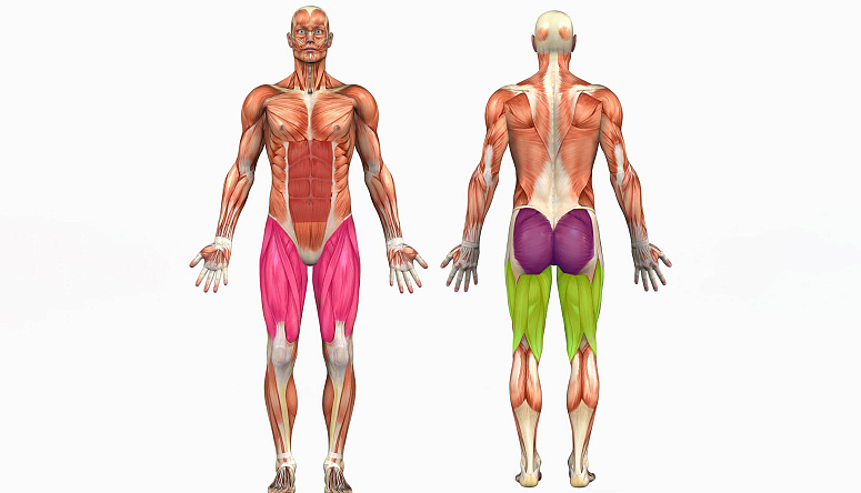 анатомия мышц человека