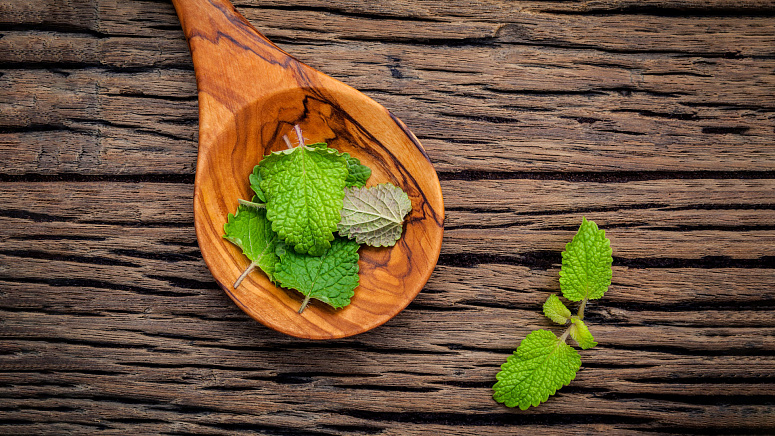 листья мелиссы