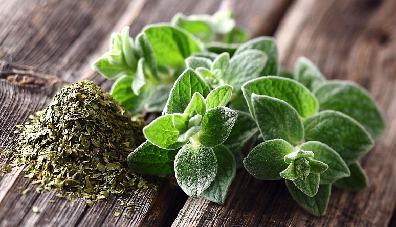 мята свежая и сухая