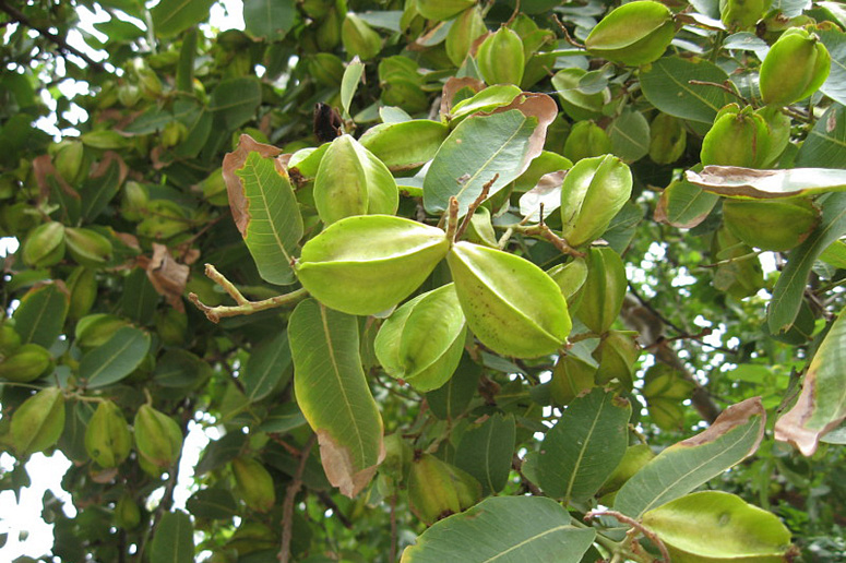 плоды дерева арджуна фото