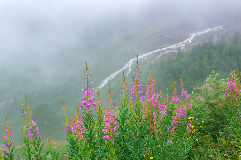 кусты иван-чая фото