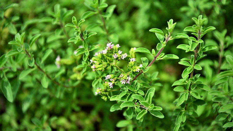 цветы майорана