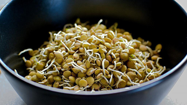 пророщенная чечевица