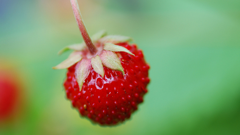ягода земляники фото