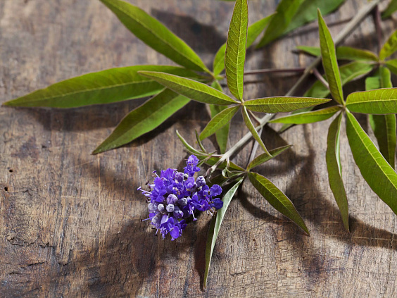 Витекс священный: польза и препараты