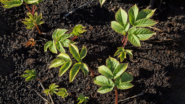 ростки сныти фото