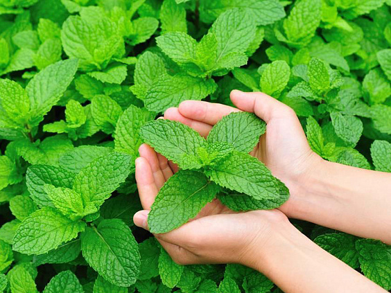 Мята перечная в аюрведе