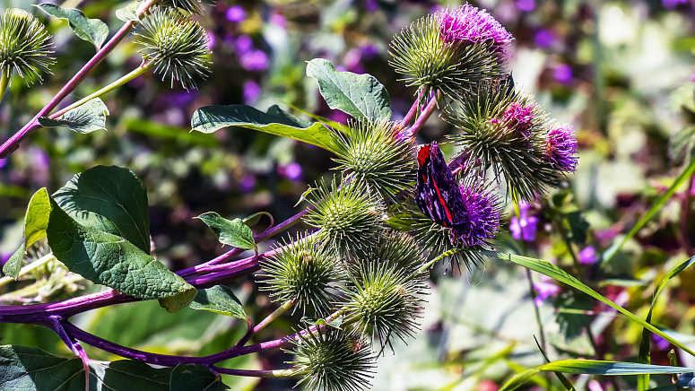 лопух большой