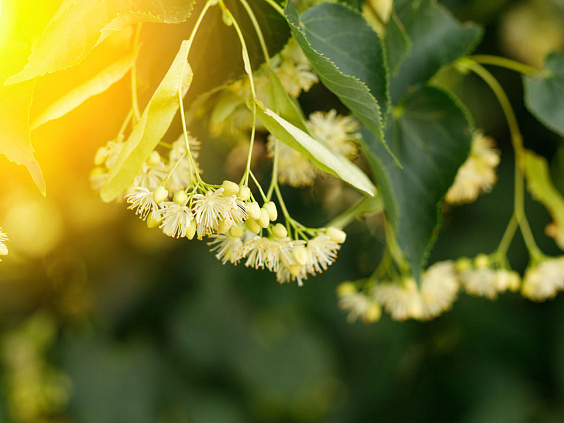 Липовый цвет — средство от многих недугов