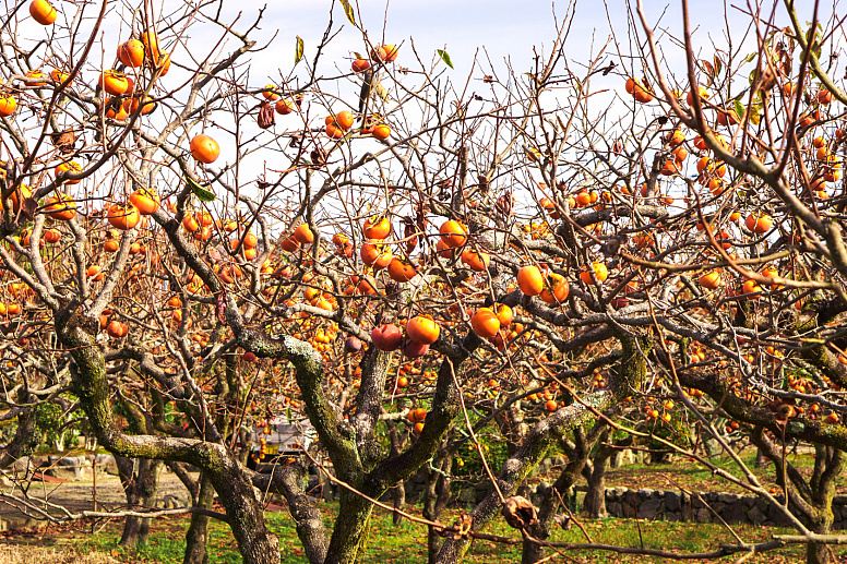 деревья хурмы фото