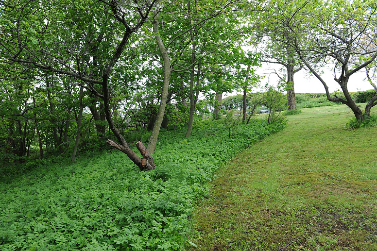 заросли сныти в лесу фото