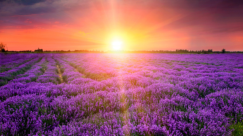 поле лаванды на рассвете фото