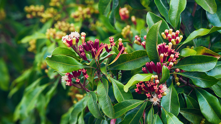 растение гвоздика, листья гвоздики