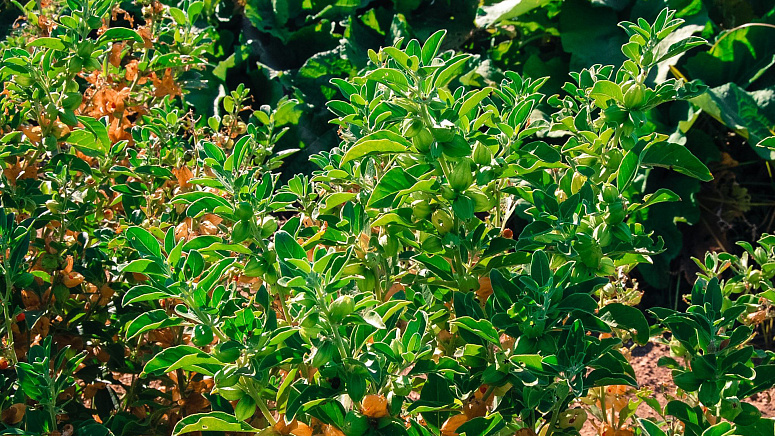 куст ашвагандхи фото