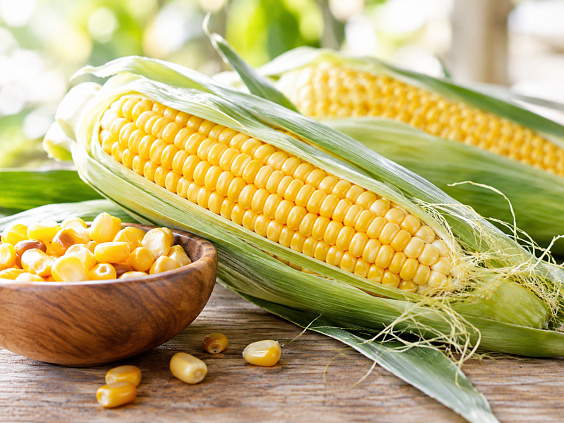 Початок кукурузы — питательный продукт