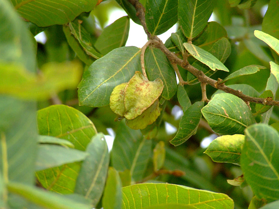 Лечебное растение для сердца и сосудов — арджуна
