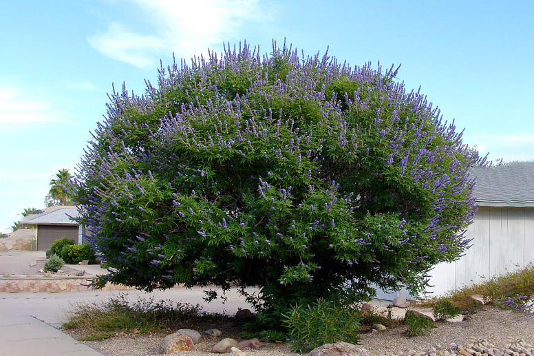 куст витекса священного фото